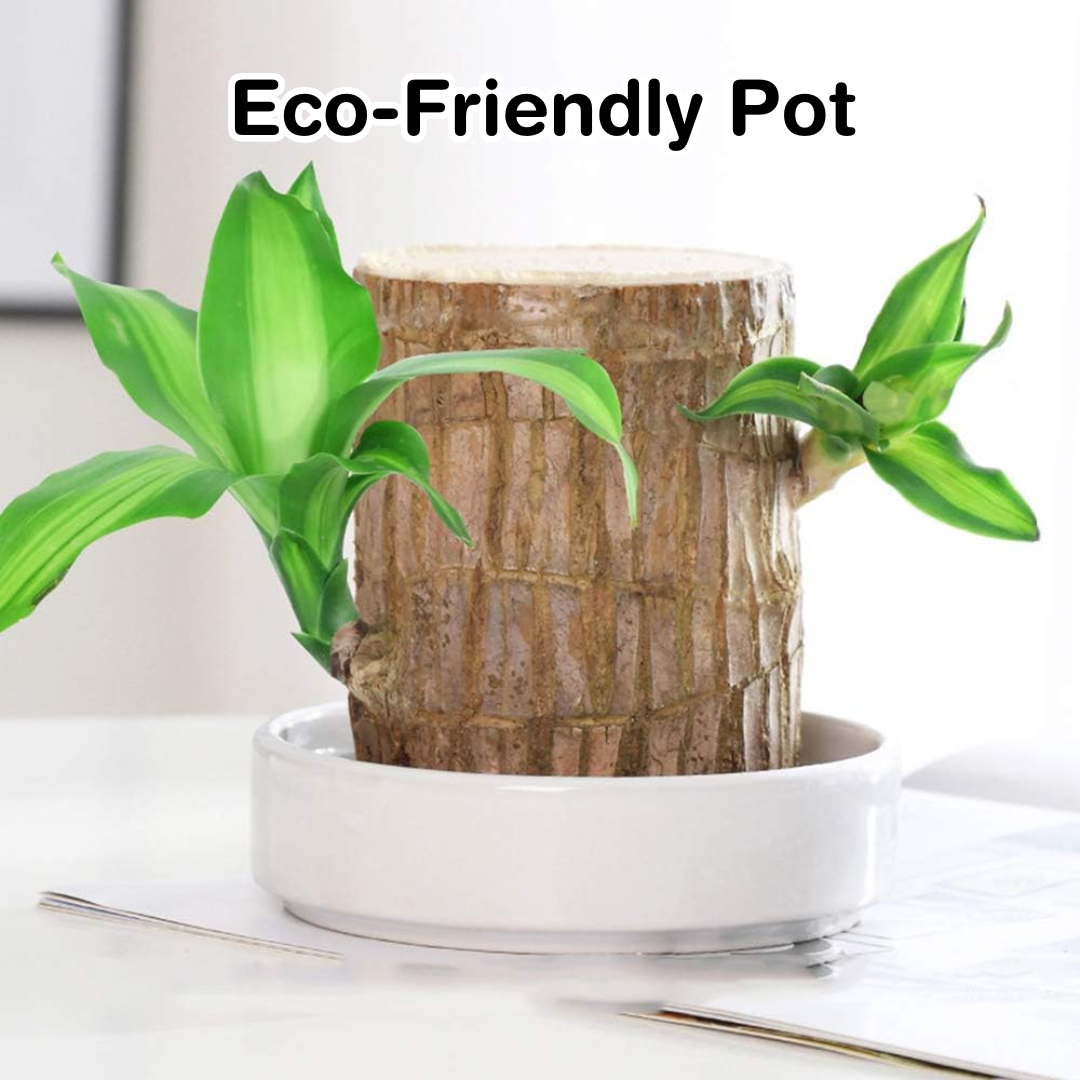 Brazilian Lucky Plant Wood Stick