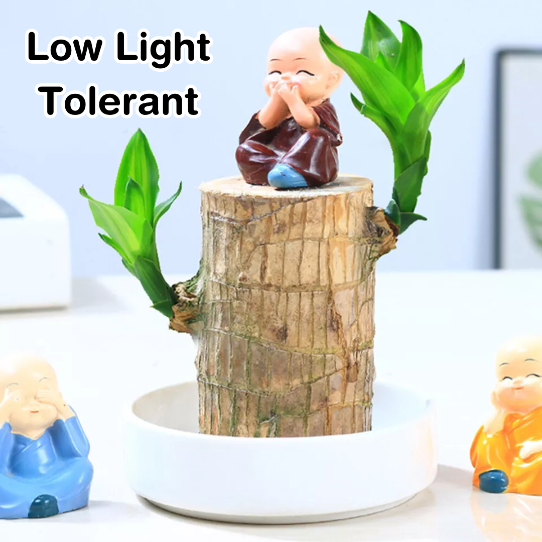 Brazilian Lucky Plant Wood Stick