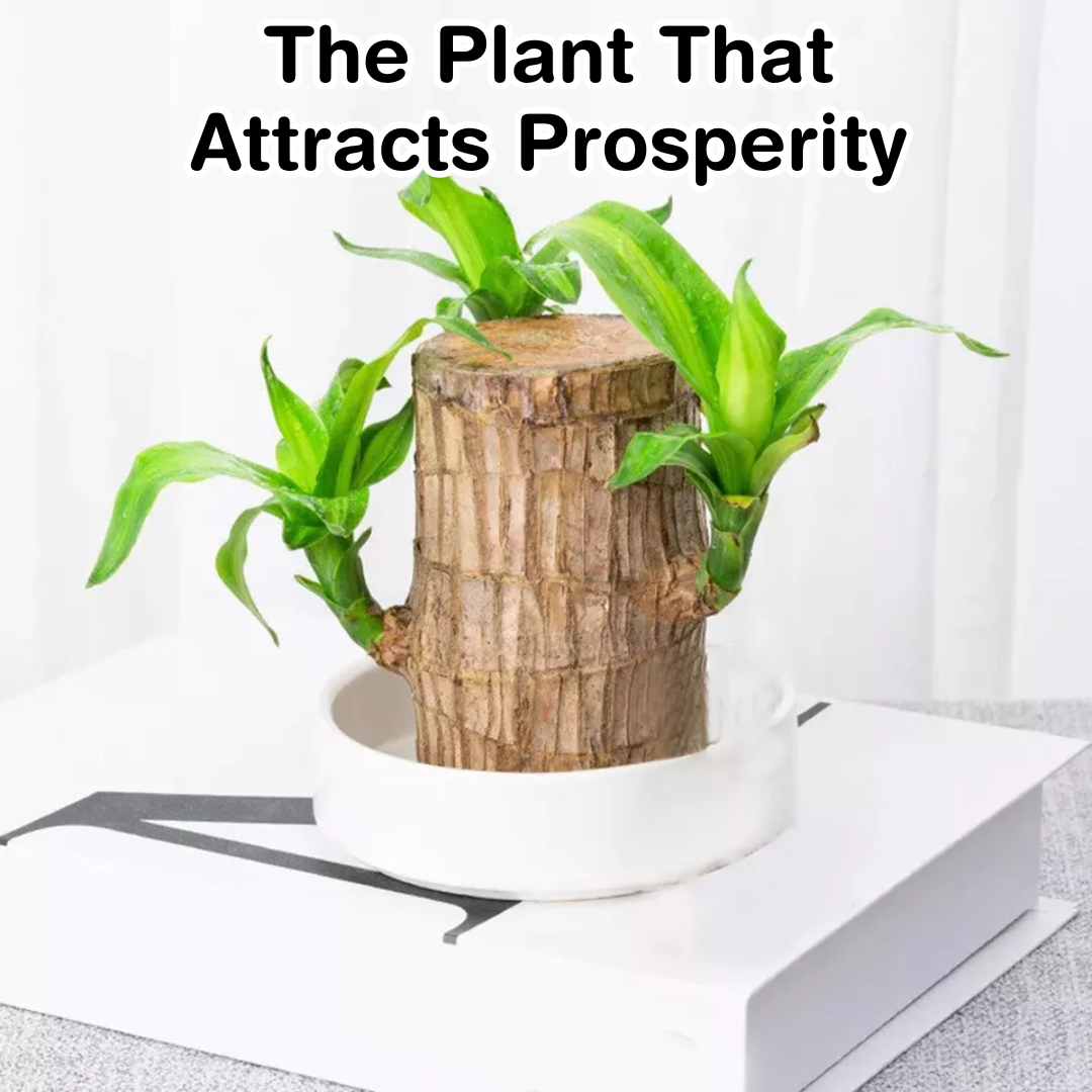 Brazilian Lucky Plant Wood Stick