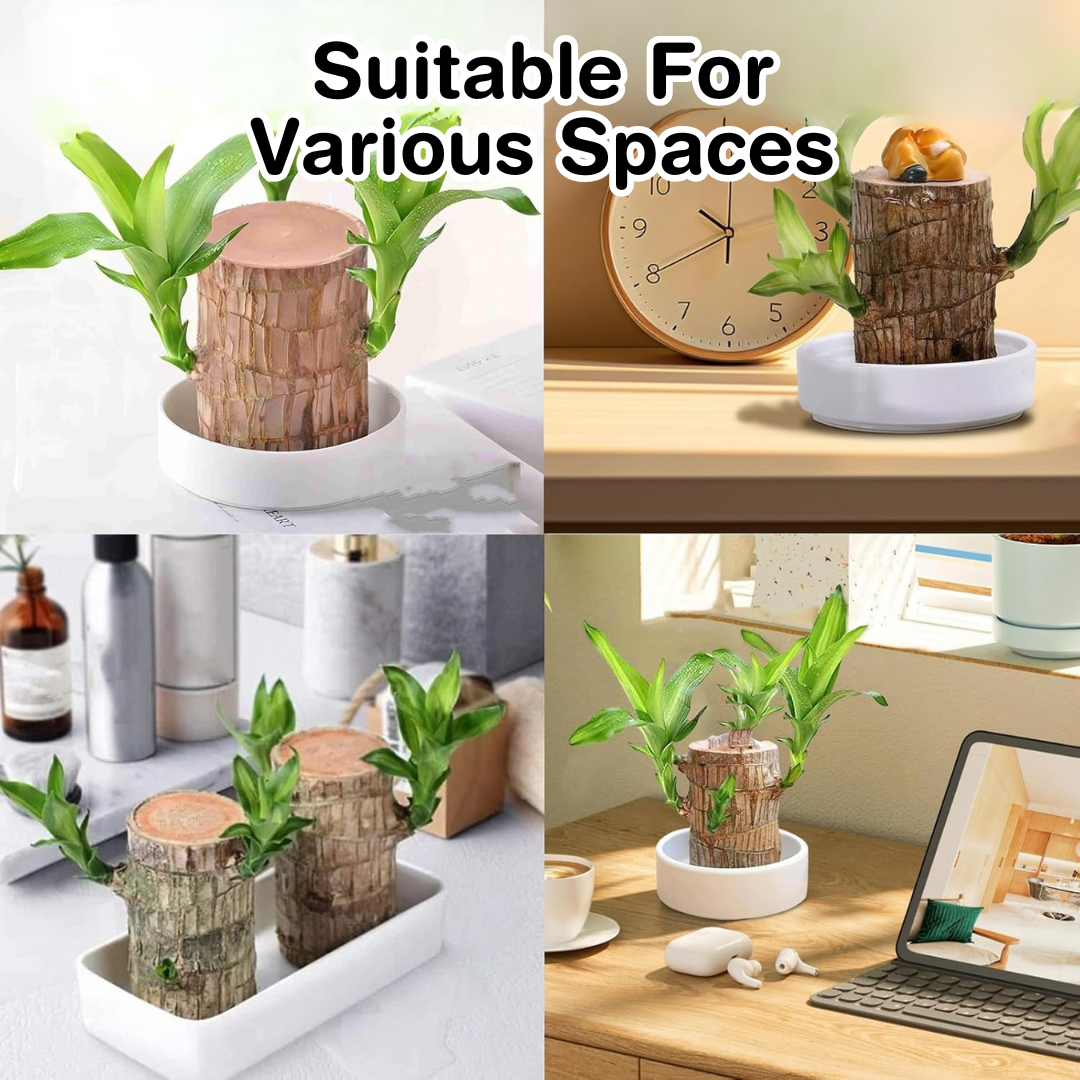 Brazilian Lucky Plant Wood Stick