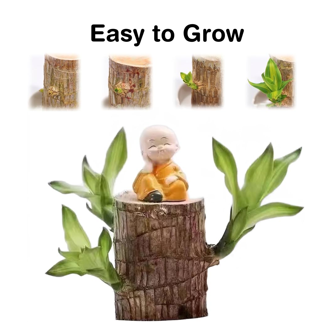 Brazilian Lucky Plant Wood Stick
