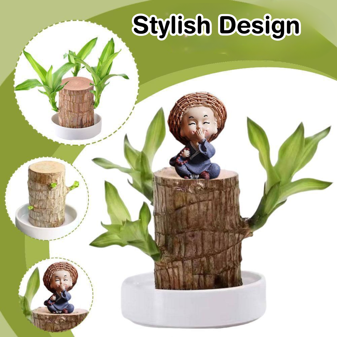 Brazilian Lucky Plant Wood Stick