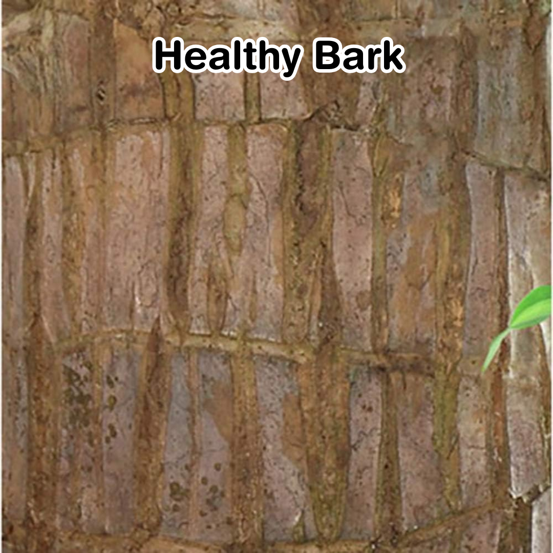 Brazilian Lucky Plant Wood Stick