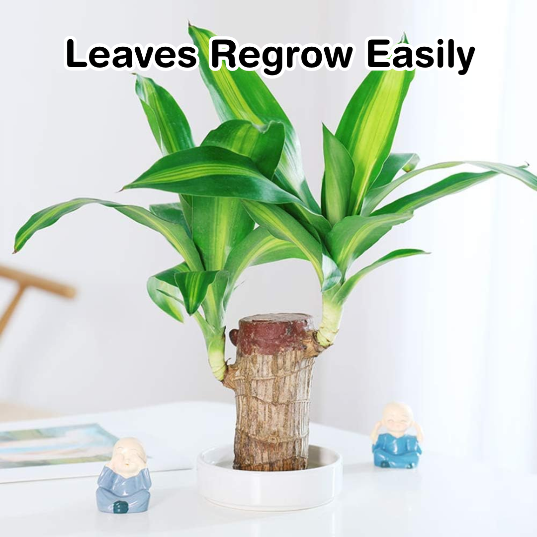 Brazilian Lucky Plant Wood Stick