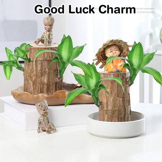 Brazilian Lucky Plant Wood Stick